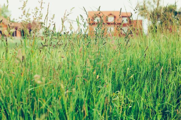 Cost of Tall Grass Cutting in Kennesaw