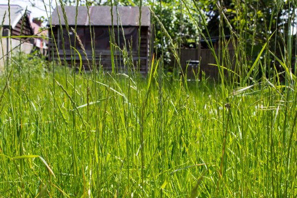 Cost of Overgrown Lawn Trimming in Kennesaw