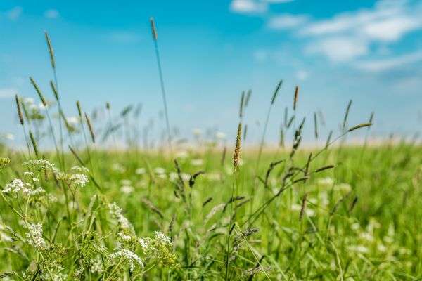 Cost of High Grass Trimming in Kennesaw
